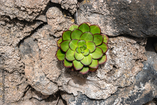 Flor suculenta Verol, Aeonium Urbicum, planta endémica de las islas de Tenerife,  sobre un fondo rocoso photo