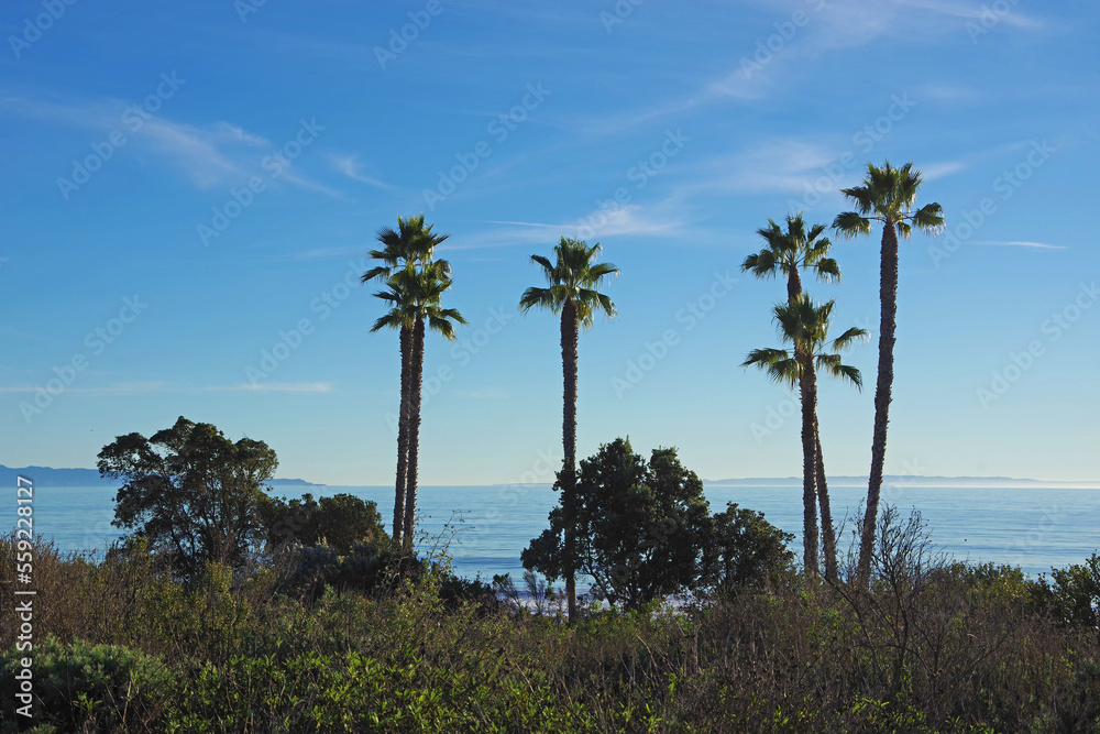 Santa Barbara ocean channel view with palm trees and distant islands