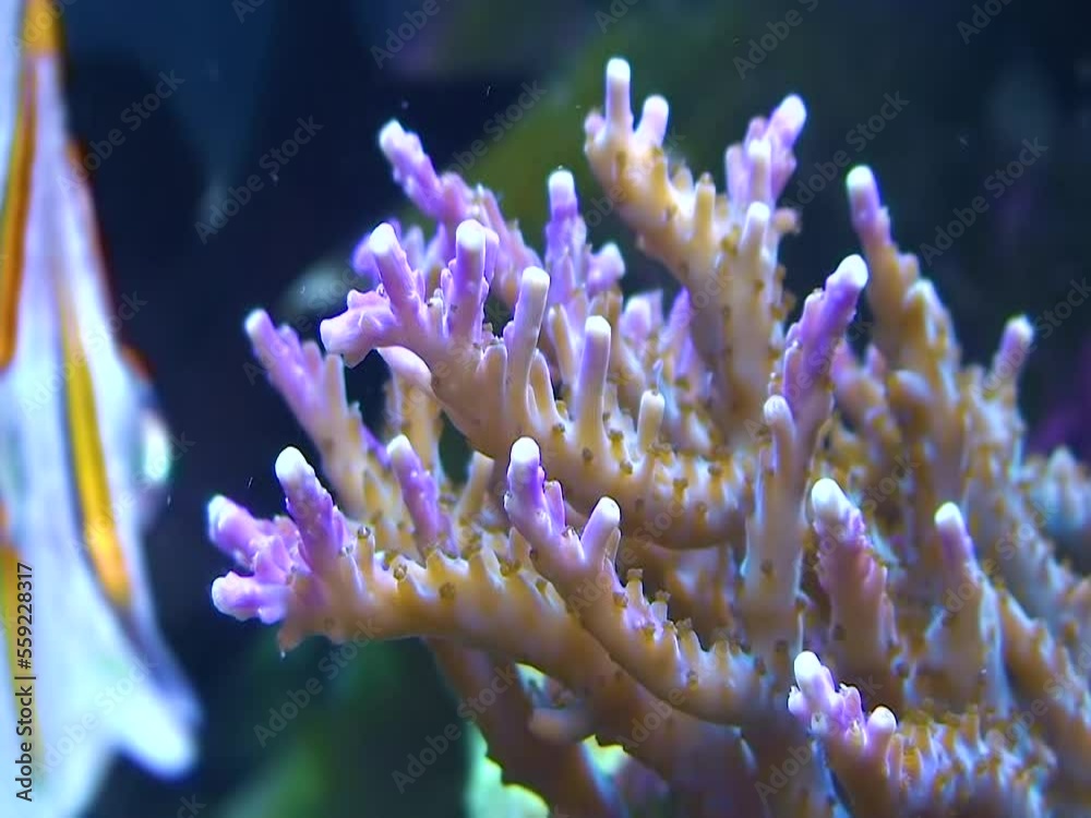 Branch of coral in the aquarium in Cambdon, USA Branch of coral in the aquarium in Cambdon, USA