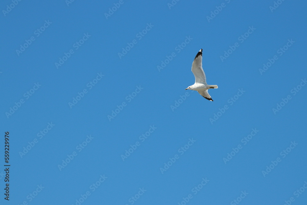 Obraz premium seagull in flight