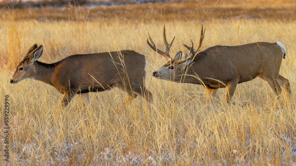 Fototapeta premium Mule deer buck following estrus doe for breeding