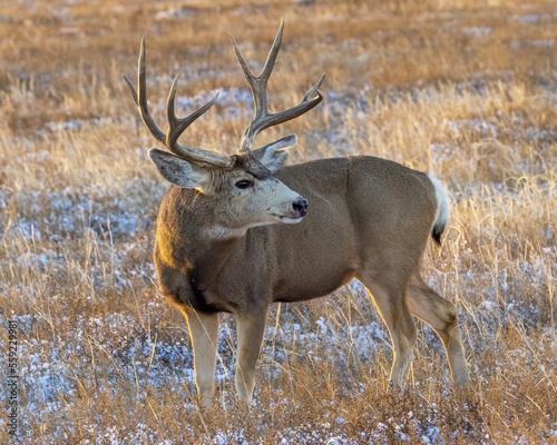 Mule deer buck in field with snow
