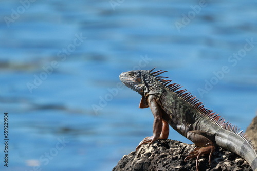 iguana on the rock