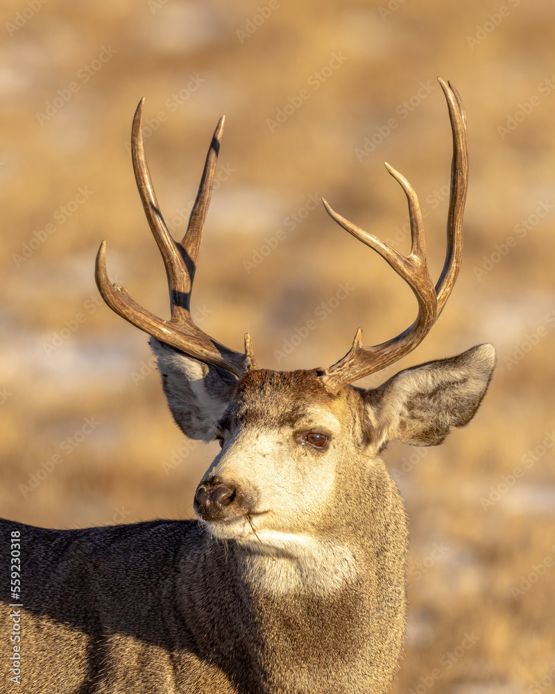 Fototapeta premium deer in the forest