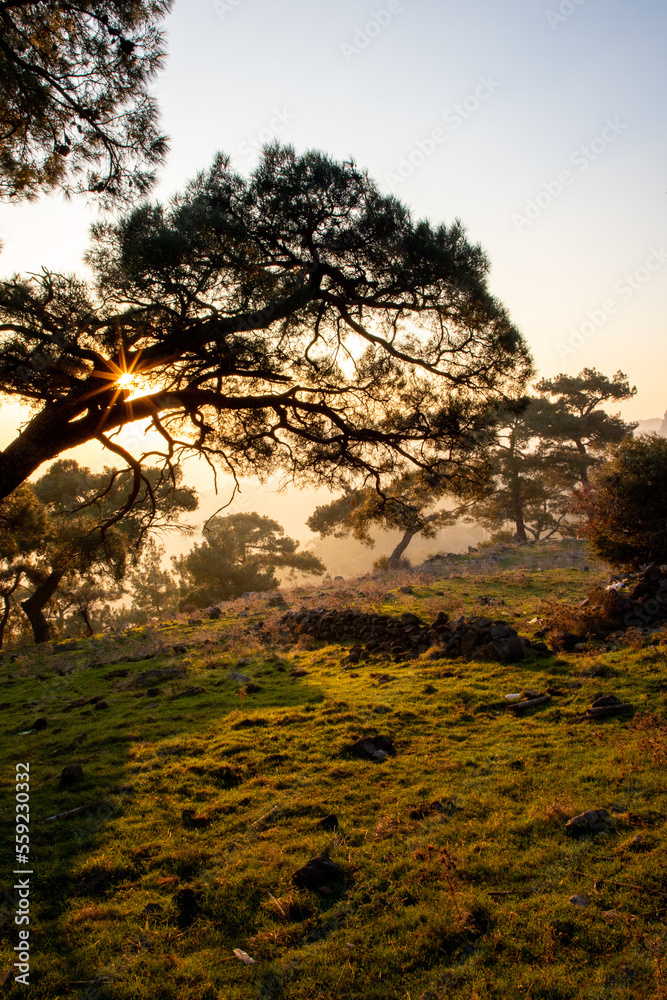 Pine wood in the mountains bathed by sunset light Pine wood in the mountains bathed by sunset light