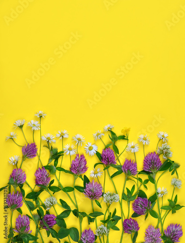 Border with red and white clover flowers ,green leaves and wild daisies on yellow background. Free copy space. Top view, flat lay. Greeting for the loved ones concept.