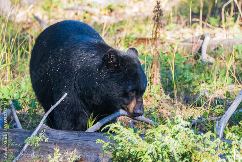 brown bear cub