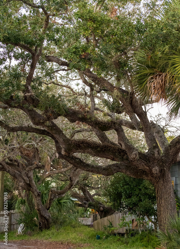 Live Oak trees in Florida.