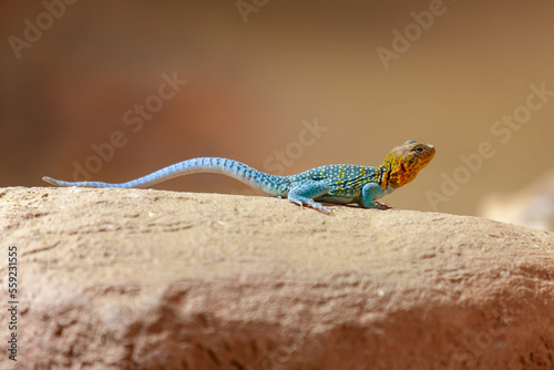 lizard on a rock