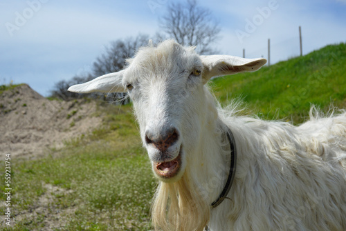 a hornless goat with white wool grazes on a green meadow. animal in the pasture eats fresh green grass. mammal pet giving delicious and healthy milk