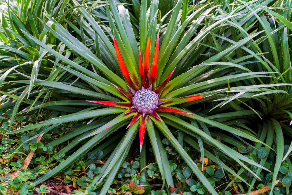 Obraz premium Asparagaceae plant