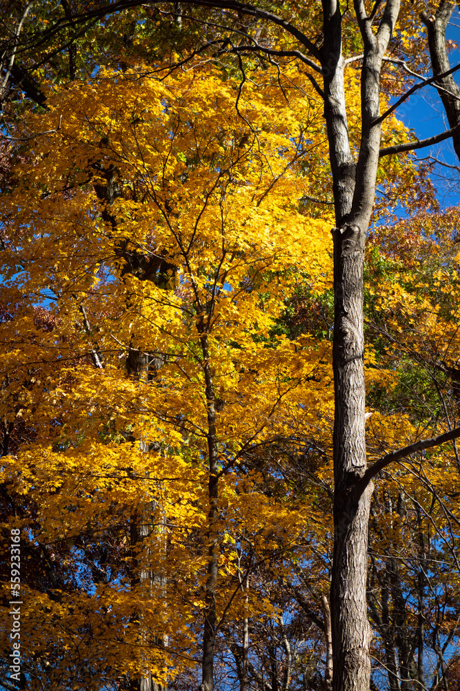 Fall Foliage at Toms Run Fall Foliage at Toms Run
