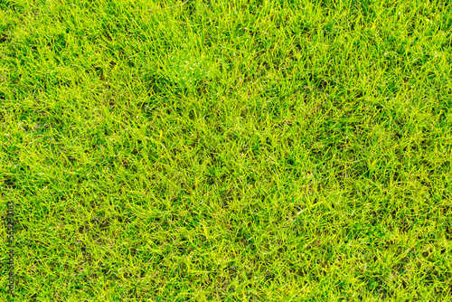 green grass on a sunny summer field close-up