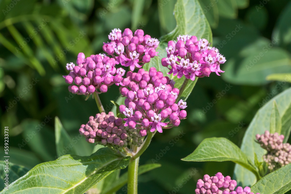 Red Swamp Milkweed Growing In The Field In Summer Red Swamp Milkweed Growing In The Field In Summer