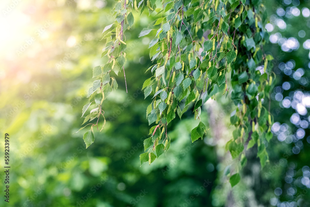Birch branches with fresh green leaves in the forest in sunny weather Birch branches with fresh green leaves in the forest in sunny weather