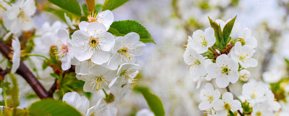 A branch of cherry with white flowers on a blurred background in sunny weather A branch of cherry with white flowers on a blurred background in sunny weather
