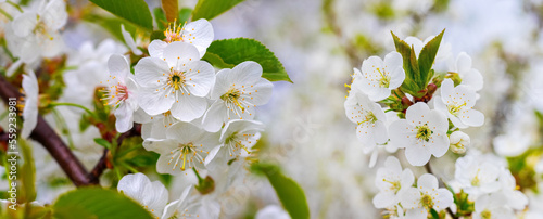 A branch of cherry with white flowers on a blurred background in sunny weather © Volodymyr