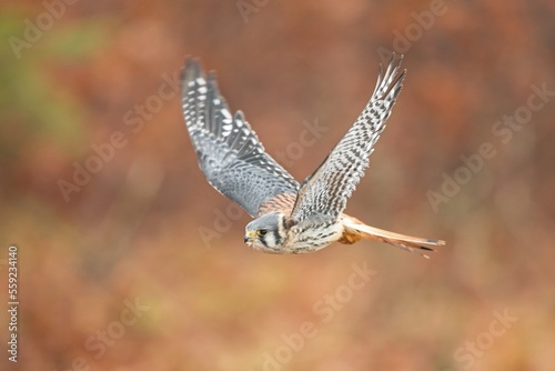 Falco sparverius, American kestrel, Poštolka pestrá in the flight in autumn © Miroslav