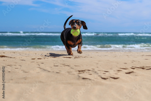 Fototapeta Naklejka Na Ścianę i Meble -  Dachshund pup playing and having fun on the beach