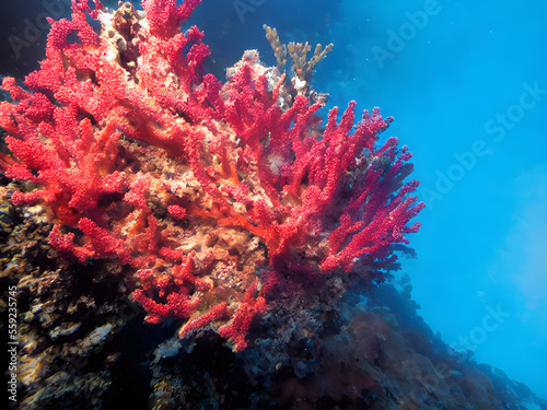 corals, coral reef