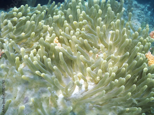 corals, coral reef