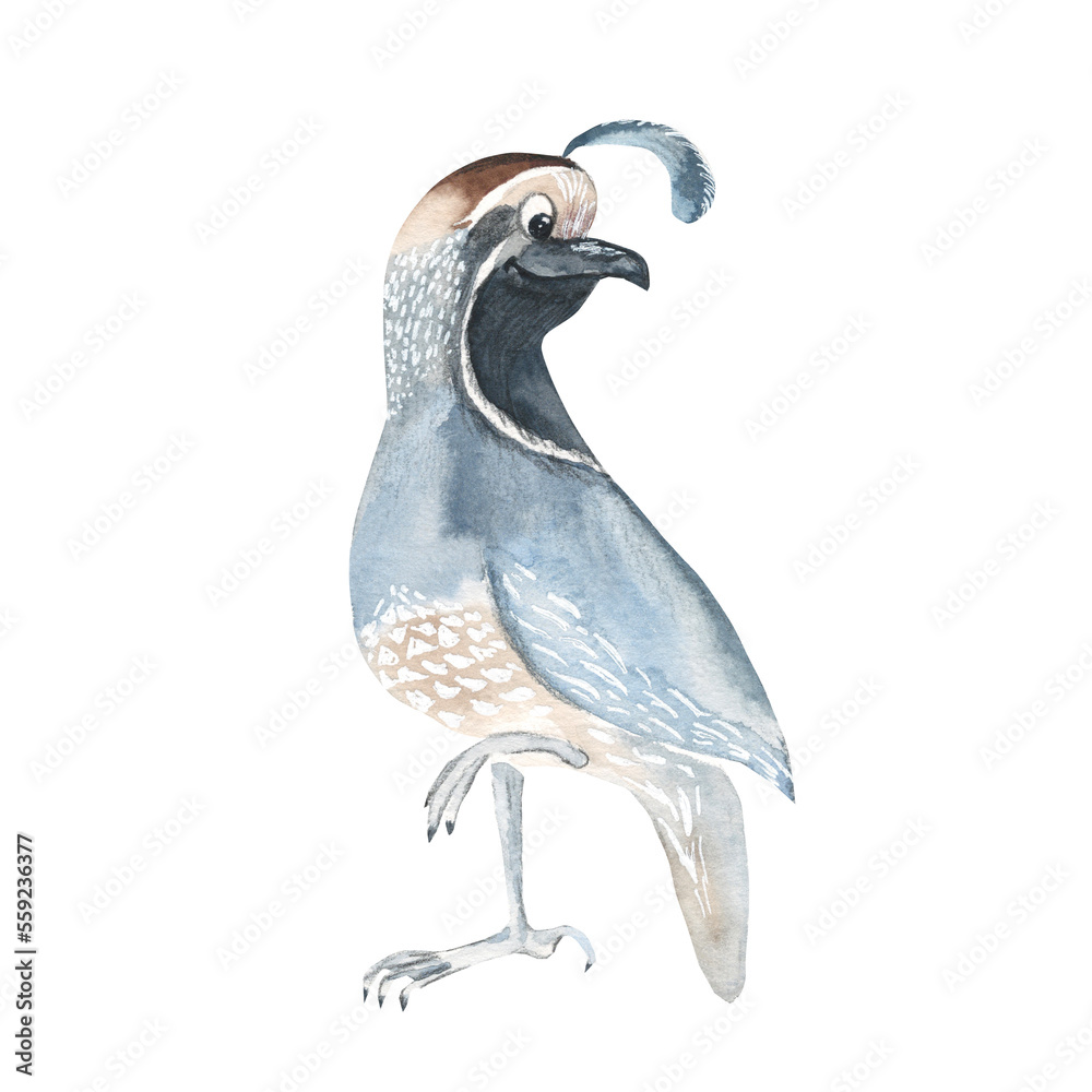 Fototapeta premium Cute quail isolated on white background. Watercolor hand drawn illustration. Perfect for kid cards, baby shower, clothes prints, decals.