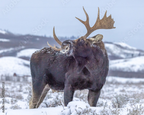 Bull Moose in snow