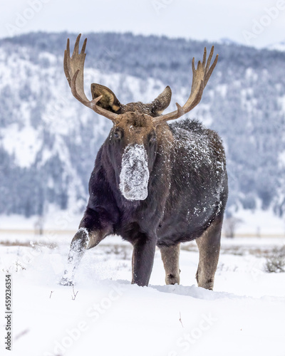 Shiras moose in snow