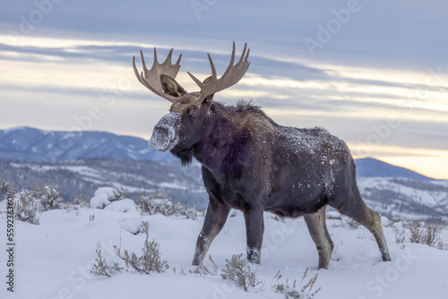 Shiras moose in snow photo