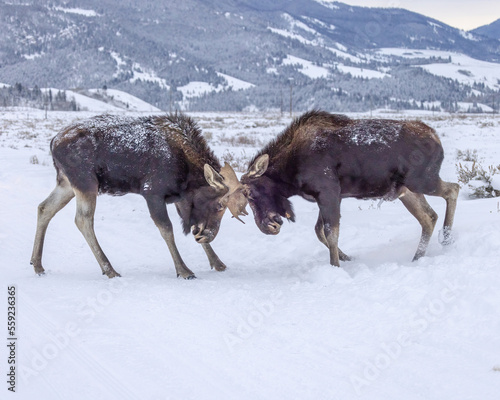 Shiras moose battling in snow