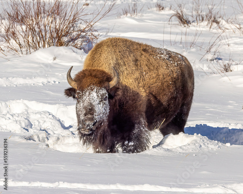 Bison standing in snow