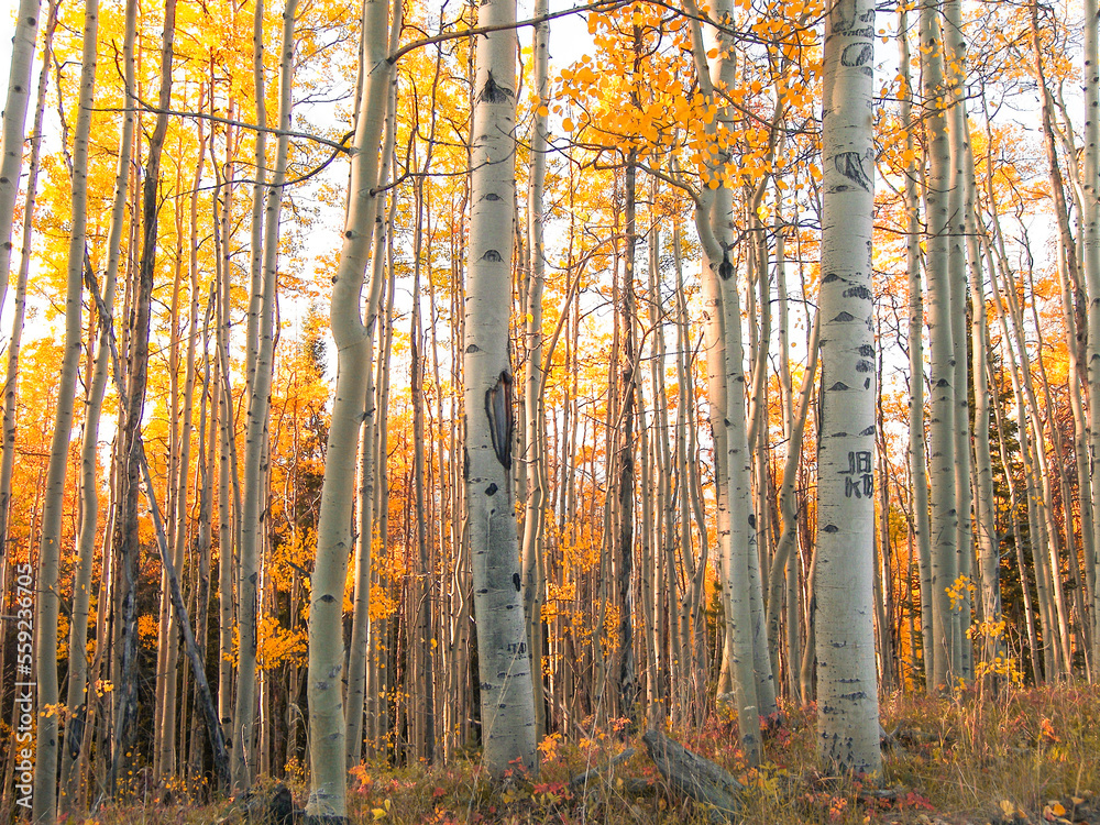 Fototapeta premium autumn in the forest
