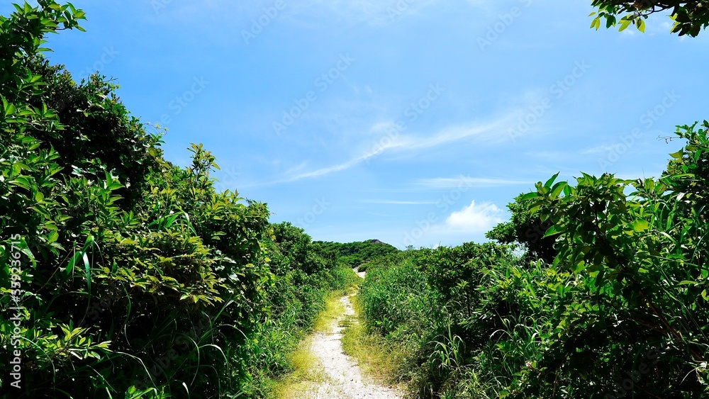 Fototapeta premium 新島の石山トレッキングコース