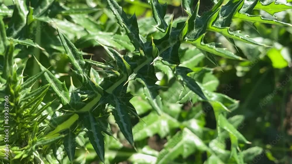 close up, thorny leaves in the nature. High quality FullHD footage close up, thorny leaves in the nature. High quality FullHD footage