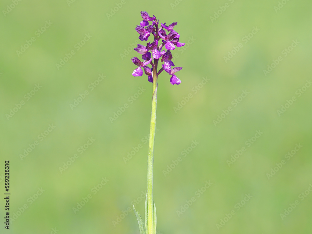 Obraz premium Purple flower of the green-winged orchid on a meadow in spring, Anacamptis morio
