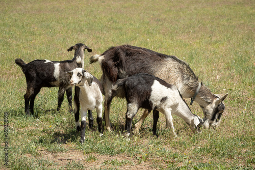 Mother Goat with Triplets