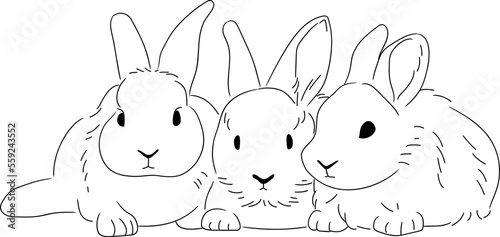 rabbit bunny easter 부활절 토끼