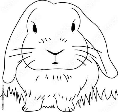 rabbit bunny easter 부활절 토끼