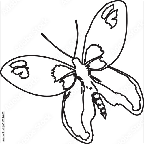 Vector, Image of butterfly, black and white, with transparent background