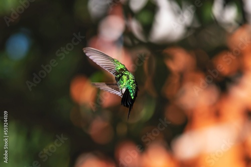 Colibrí esmeralda volando en bokeh © Maelia Rouch
