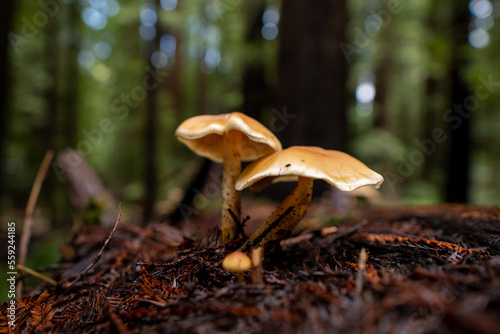 Mushrooms growing on a Redwood