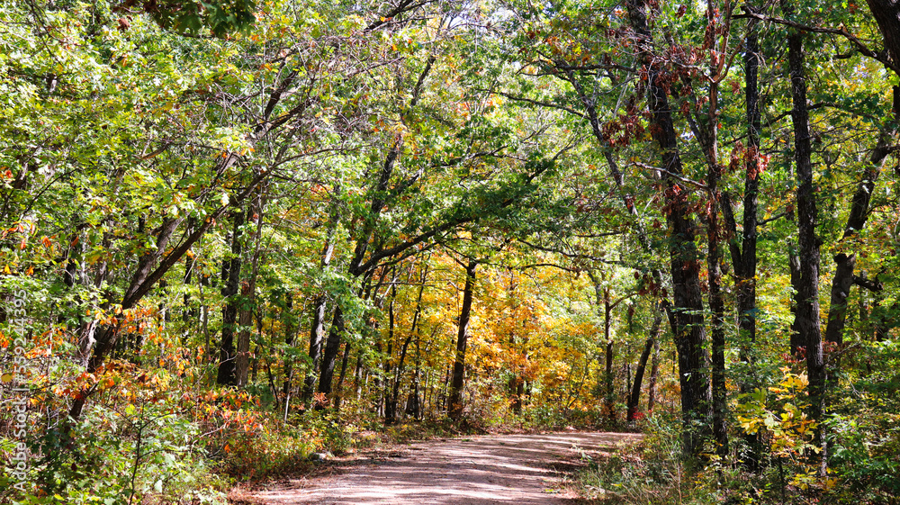 Obraz premium path in autumn forest