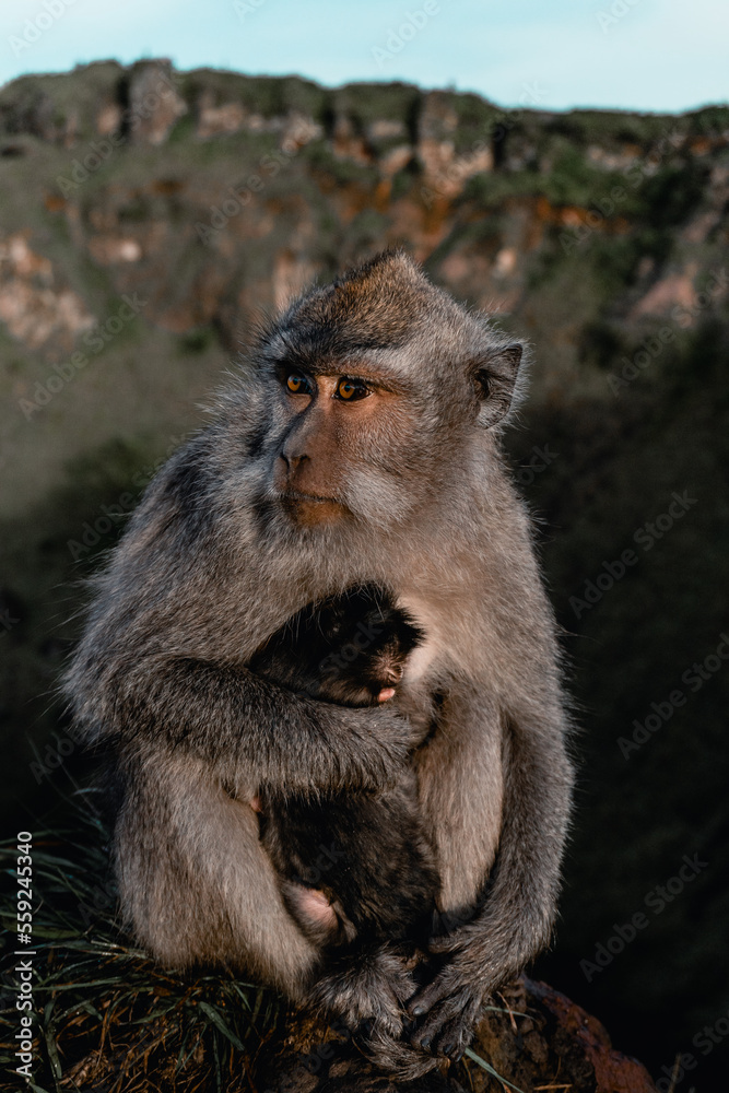 Obraz premium Monkey on the mountain Indonesian