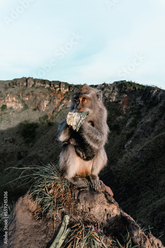 Monkey on the mountain Indonesian