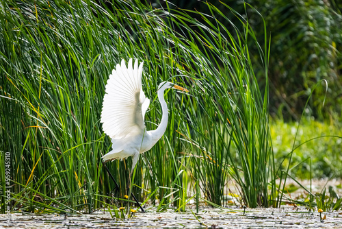 White heron during the hunt for fish © Krzysztof