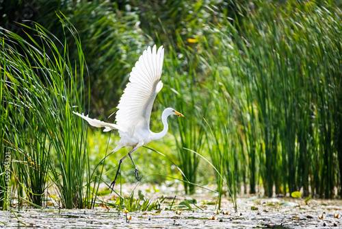 White heron during the hunt for fish © Krzysztof