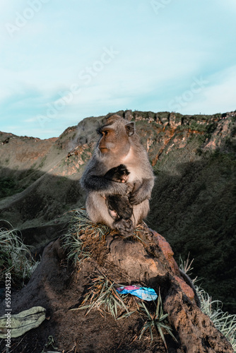 Monkey on the mountain Indonesian