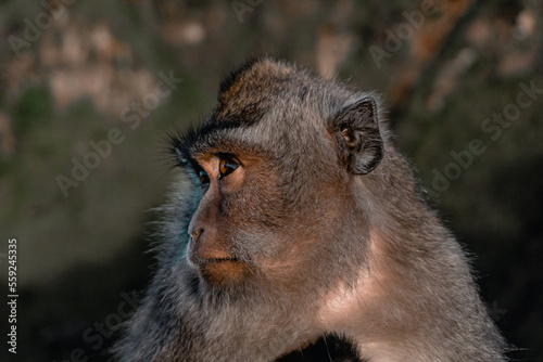 Monkey on the mountain Indonesian