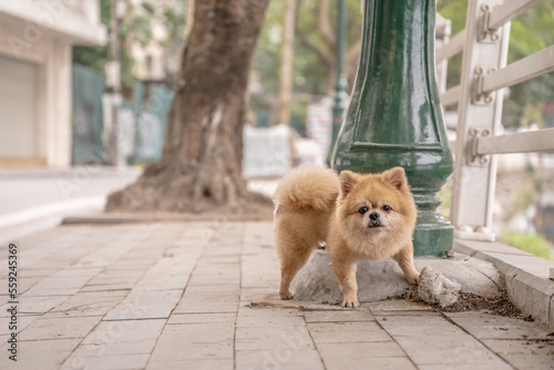 Fototapeta Naklejka Na Ścianę i Meble -  In Hanoi, Vietnam, a dog urinates on a street post on the sidewalk in the Truc Bach and Ngu Xa neighborhood at West Lake.