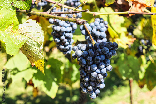 grapes in vineyard